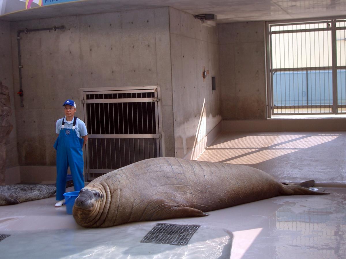 Which animal would win in a fight? Southern Elephant Seal vs. Pacific