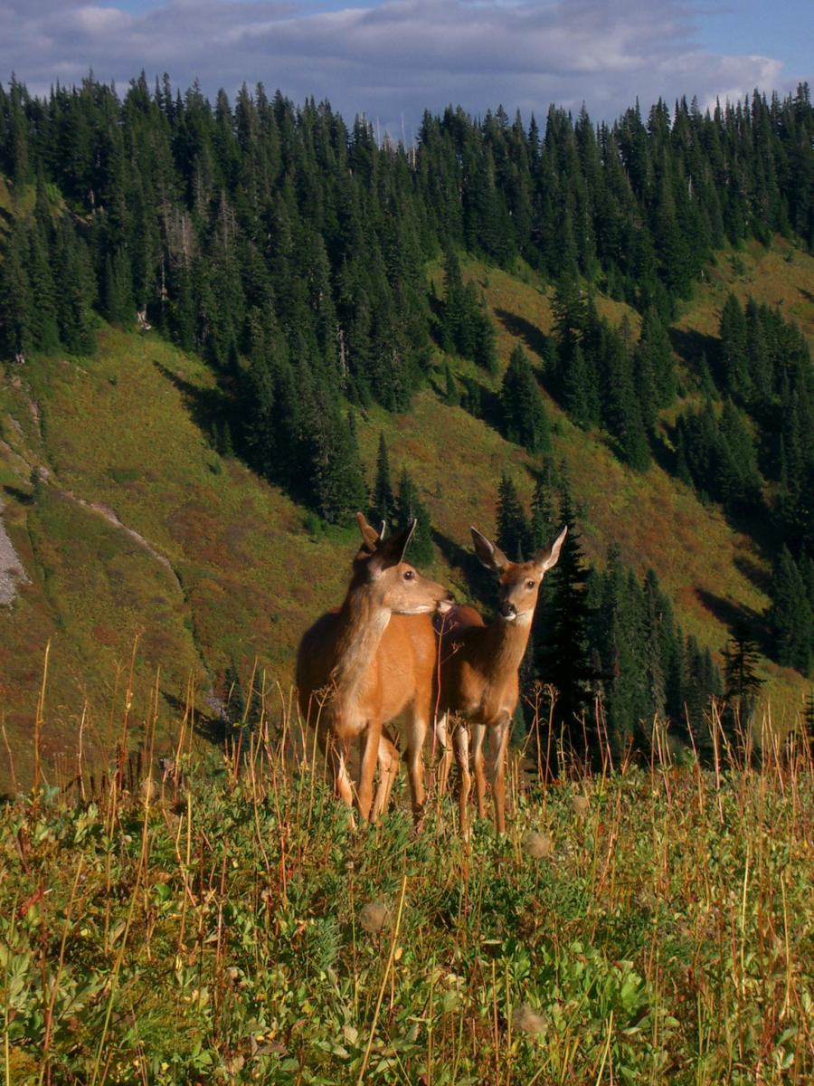 deer couple